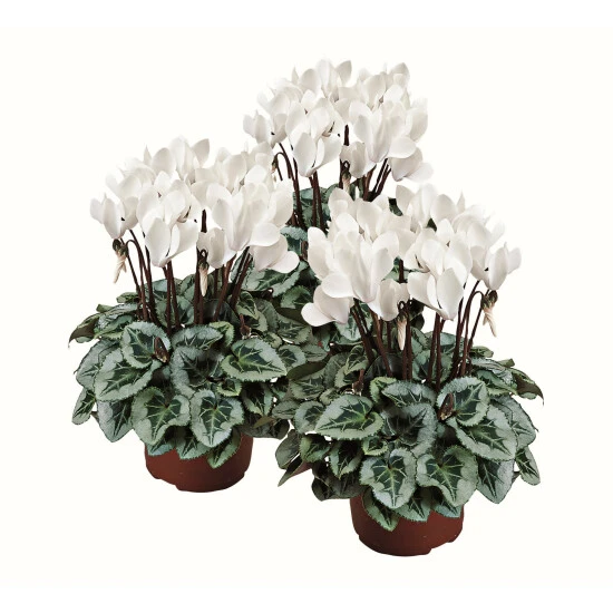 Alpenveilchen »Cyclamen«, 5 Cm 3 Alpenveilchen »Cyclamen«, 5 Cm