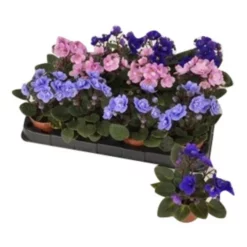 Gartenkrone Usambara-Veilchen »Saintpaulia Ionantha«, 10 Cm