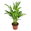 Gartenkrone Goldfruchtpalme, Dypsis Lutescens, Bis Max. 50 Cm