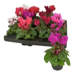 Gartenkrone Alpenveilchen »Cyclamen«, 5 Cm