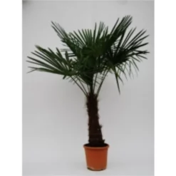 Zwergpalme, Trachycarpus Fortunei, Bis Max. 90 Cm