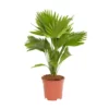 Washingtonpalme, Washingtonia Robusta, Bis Max. 90 Cm 2 Washingtonpalme, Washingtonia Robusta, Bis Max. 90 Cm -Wohnen Wohndeko Verkäufe unnamed file 5602