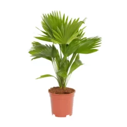 Washingtonpalme, Washingtonia Robusta, Bis Max. 90 Cm