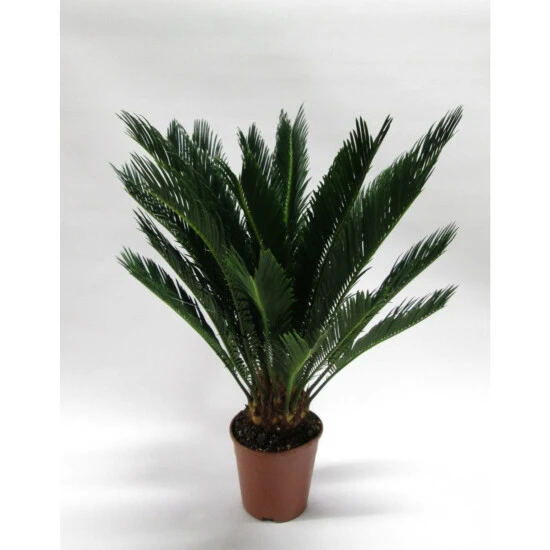 Palmfarn, Cycas Revoluta, Bis Max. 60 Cm 3 Palmfarn, Cycas Revoluta, Bis Max. 60 Cm