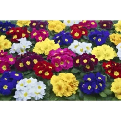 Kissenprimel »Primula Vulgaris«, 5 Cm