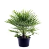 Zwergpalme, Chamaerops Humilis, Bis Max. 100 Cm -Wohnen Wohndeko Verkäufe unnamed file 5607