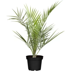 Kanarische Dattelpalme, Phoenix Canariensis, Bis Max. 100 Cm