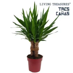 Palmlilie, Yucca Elephantipes »Tres Canas«, Bis Max. 70 Cm