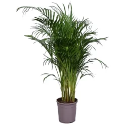 Gartenkrone Goldfruchtpalme, Dypsis Lutescens, Bis Max. 200 Cm