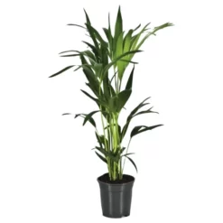 Kentiapalme, Howea Forsteriana, Bis Max. 60 Cm