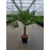 Chinesische Hanfpalme, Trachycarpus Fortunei, Bis Max. 32 Cm