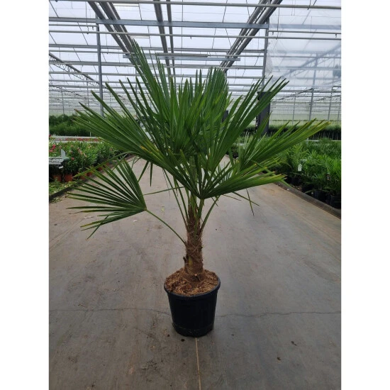 Chinesische Hanfpalme, Trachycarpus Fortunei, Bis Max. 32 Cm 3 Chinesische Hanfpalme, Trachycarpus Fortunei, Bis Max. 32 Cm
