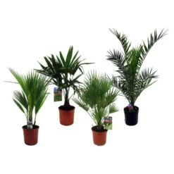 Palmen-Mix, Bis Max. 100 Cm