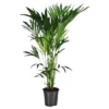Gartenkrone Kentiapalme, Howea Forsteriana, Bis Max. 150 Cm 2 Gartenkrone Kentiapalme, Howea Forsteriana, Bis Max. 150 Cm -Wohnen Wohndeko Verkäufe unnamed file 5615