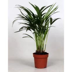 Betelnusspalme, Areca Catechu, Bis Max. 40 Cm