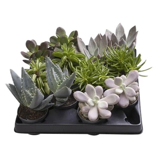 Sukkulente Sukkulenten In Geschenkbox, Mix In Sorten, 3 Sukkulente Sukkulenten In Geschenkbox, Mix In Sorten,