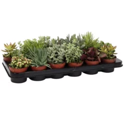 Sukkulente Sukkulenten, Grün