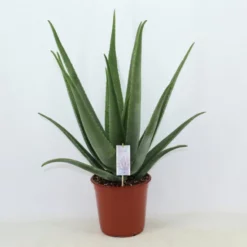 Sukkulente Aloe, Aloe Vera, Grün
