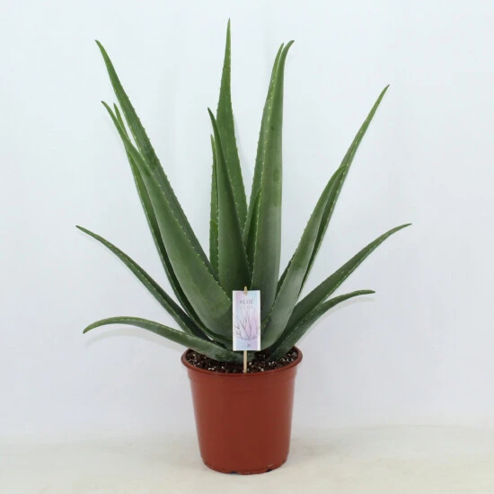 Sukkulente Aloe, Aloe Vera, Grün 3 Sukkulente Aloe, Aloe Vera, Grün
