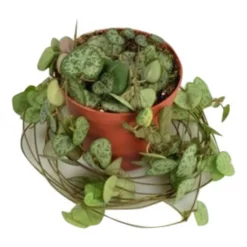 Sukkulente Leuchterblume, Ceropegia Woodii, Grün, Blüten: Zweifarbig