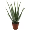 Sukkulente Aloe, Aloe Vera, Grün -Wohnen Wohndeko Verkäufe unnamed file 5626