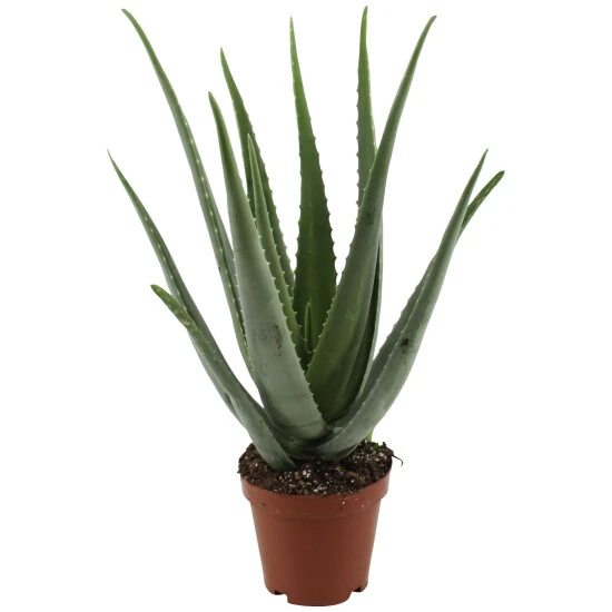 Sukkulente Aloe, Aloe Vera, Grün 3 Sukkulente Aloe, Aloe Vera, Grün