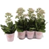 Sukkulente Kalanchoe, Kalanchoe Blossfeldiana »Feminine«, Grün, Blüten: Rosa