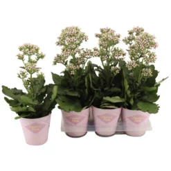 Sukkulente Kalanchoe, Kalanchoe Blossfeldiana »Feminine«, Grün, Blüten: Rosa