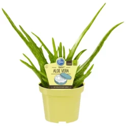Blu Sukkulente Aloe Vera Sweet, Aloe Vera,