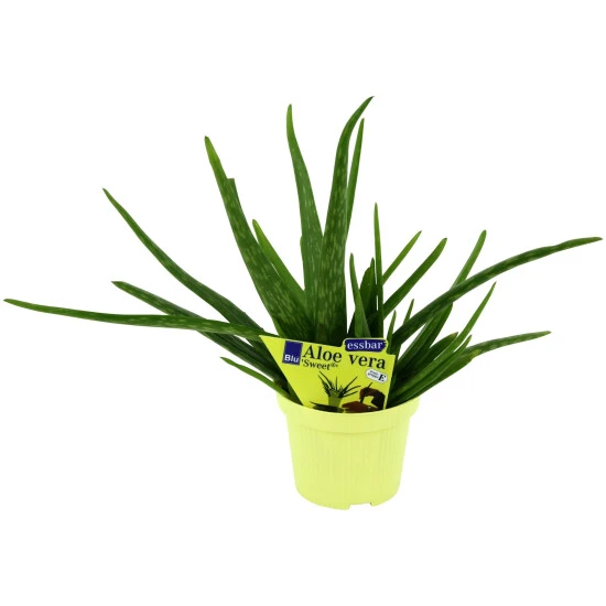 Blu Sukkulente Aloe Vera Sweet, Aloe Vera, 4 Blu Sukkulente Aloe Vera Sweet, Aloe Vera, – Bild 2