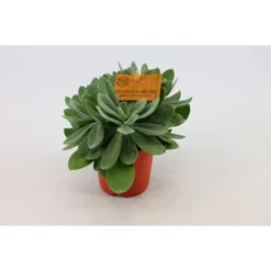 Sukkulente Kreuzkraut, Senecio Cephalaphorus, Grün