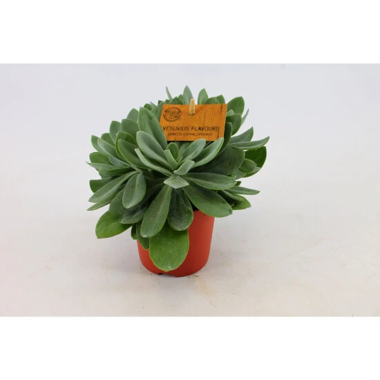 Sukkulente Kreuzkraut, Senecio Cephalaphorus, Grün 3 Sukkulente Kreuzkraut, Senecio Cephalaphorus, Grün