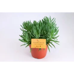 Sukkulente Senecio, Senecio,