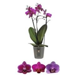 Gartenkrone Schmetterlings-Orchidee, Phalaenopsis Multiflora »Compactum«, Blüte: Mehrfarbig