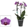 Nachtfalterorchidee, Phalaenopsis Multiflora »Compactum«, Blüte: Rosa -Wohnen Wohndeko Verkäufe unnamed file 5637