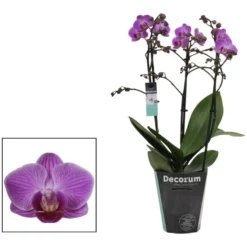 Nachtfalterorchidee, Phalaenopsis Multiflora »Compactum«, Blüte: Rosa