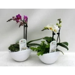 Orchidee, Phalaenopsis Hybriden »Table Dance«, Blüte: Mehrfarbig