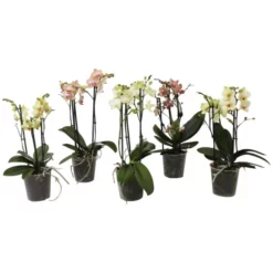 Gartenkrone Nachtfalterorchidee, Phalaenopsis Multiflora, Blüte: Gelb