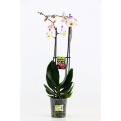Gartenkrone Schmetterlings-Orchidee, Phalaenopsis Hybriden »Kuhflecken«, Blüte: Gemischt