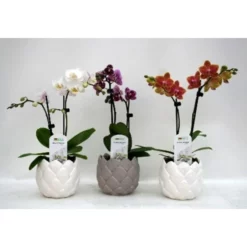 Nachtfalterorchidee, Phalaenopsis Hybriden »Table Dance«, Blüte: Mehrfarbig