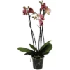 Gartenkrone Schmetterlings-Orchidee, Phalaenopsis Hybriden »Compactum«, Blüte: Gemischt 2 Gartenkrone Schmetterlings-Orchidee, Phalaenopsis Hybriden »Compactum«, Blüte: Gemischt -Wohnen Wohndeko Verkäufe unnamed file 5644