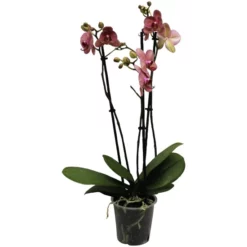 Gartenkrone Schmetterlings-Orchidee, Phalaenopsis Hybriden »Compactum«, Blüte: Gemischt