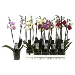 Gartenkrone Schmetterlings-Orchidee, Phalaenopsis Hybriden, Blüte: Gemischt