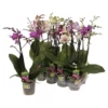 Gartenkrone Schmetterlings-Orchidee, Phalaenopsis Hybriden »Compactum«, Blüte: Mehrfarbig