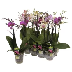 Gartenkrone Schmetterlings-Orchidee, Phalaenopsis Hybriden »Compactum«, Blüte: Mehrfarbig