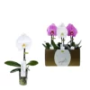 Orchidee, Phalaenopsis Hybriden »Singolo«, Blüte: Gemischt -Wohnen Wohndeko Verkäufe unnamed file 5648