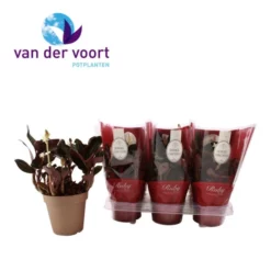 Erdorchidee, Ludisia Discolor, Blüte: Weiß