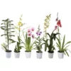 Orchideen Mix, Blüte: Gemischt 2 Orchideen Mix, Blüte: Gemischt -Wohnen Wohndeko Verkäufe unnamed file 5651