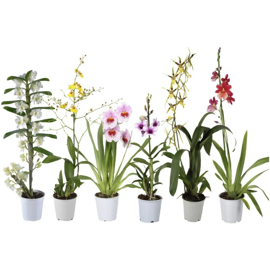 Orchideen Mix, Blüte: Gemischt 3 Orchideen Mix, Blüte: Gemischt