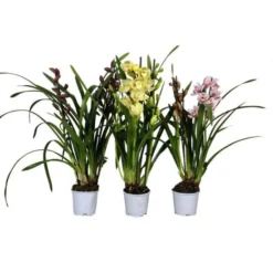 Cymbidie, Cymbidium Hybriden, Blüte: Mehrfarbig